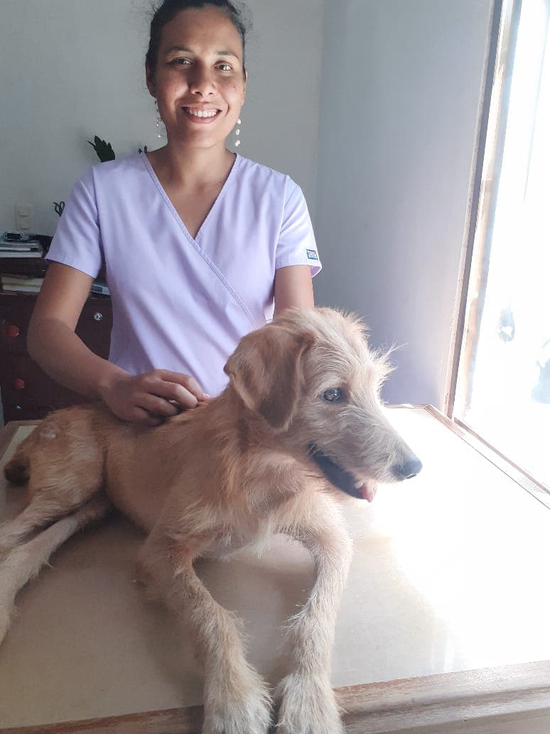 La veterinaria atendiendo a un perro junto a la ventana